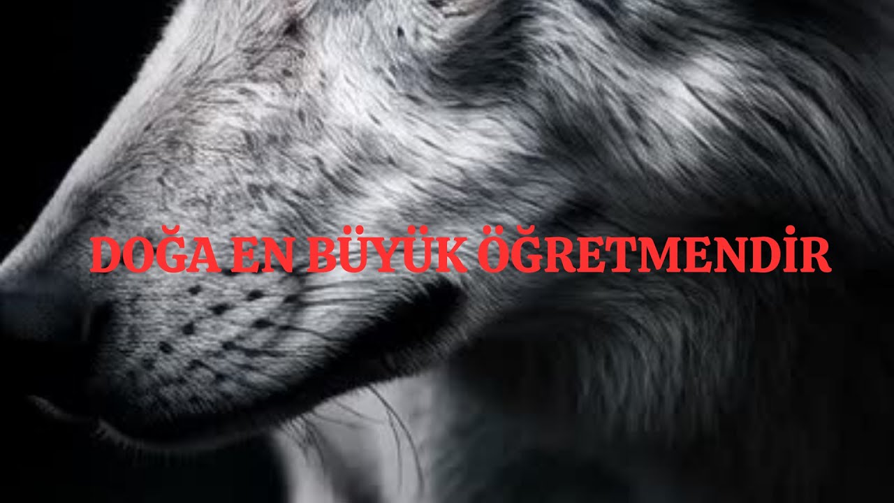 TYT CANLILARIN ORTAK ÖZELLİKLERİ 2