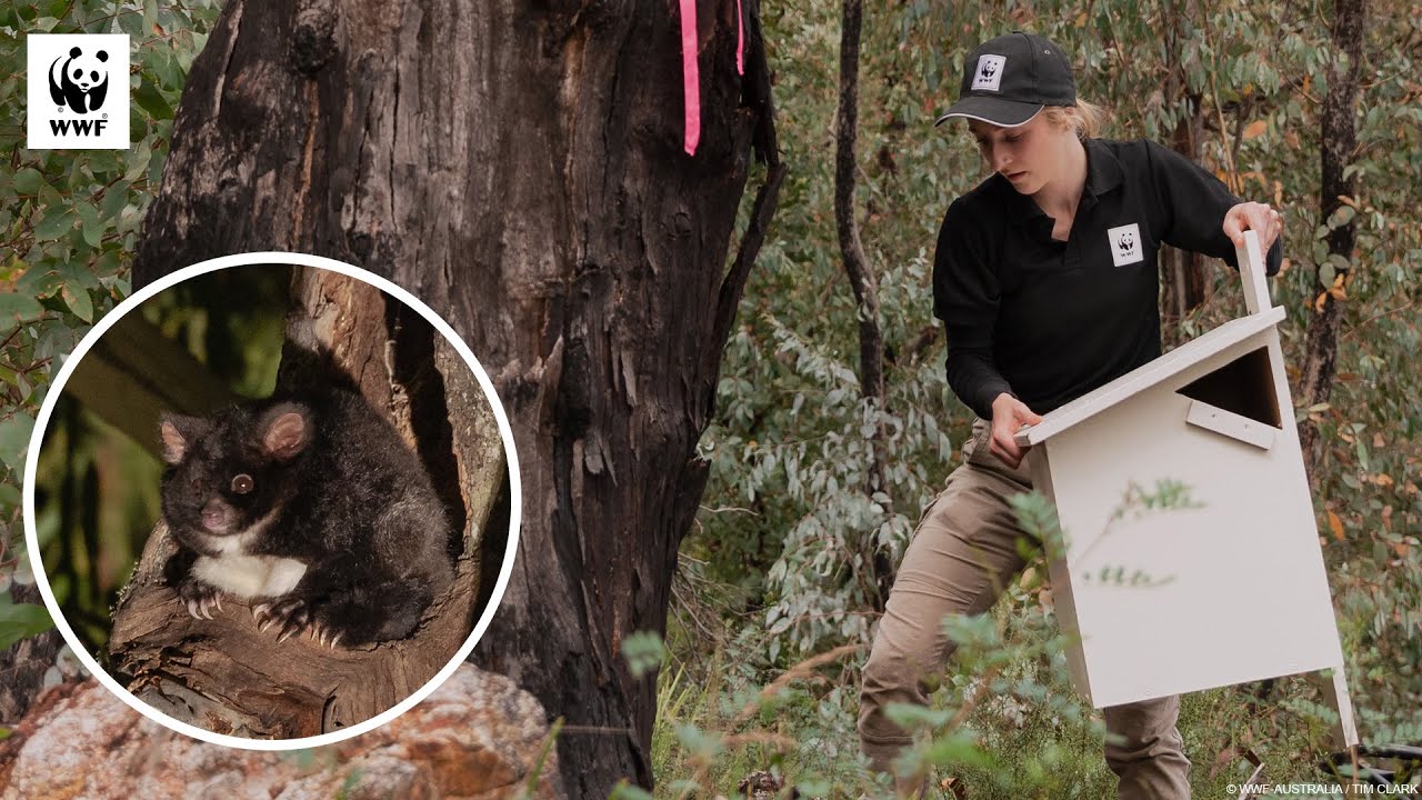 Getting greater glider nest boxes just right! | WWF-Australia