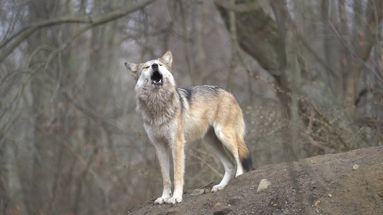 A Mysterious and Wonderful Wolf Song
