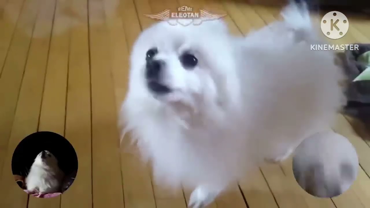 Puppy Full Version