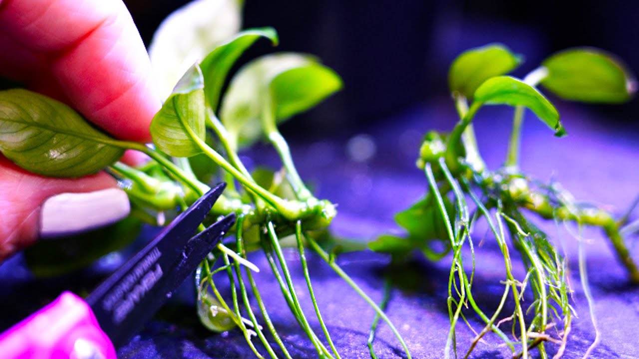 The Simple Way to Propagate Anubias Aquarium Plants! (Plus a Special Bonus!) 🌱✨