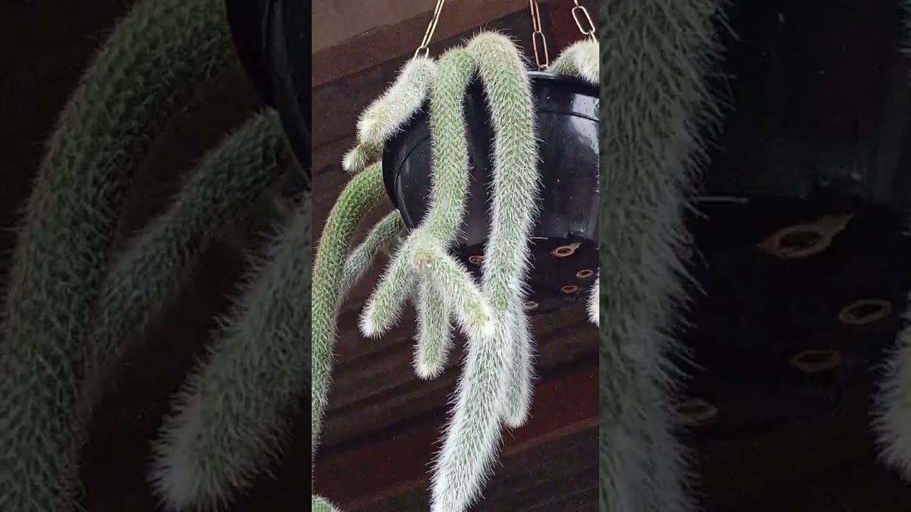 Olá pessoal, mostrando meus rabos de macaco vamos vê 🫶🥰