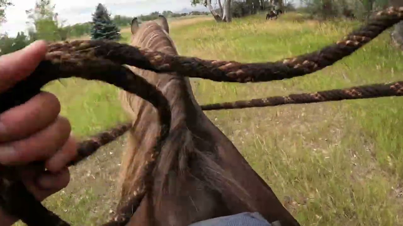 #horses #rockymountainhorse #horsebackriding #trailriding #quarterhorse #obstacles #horseriding #fun