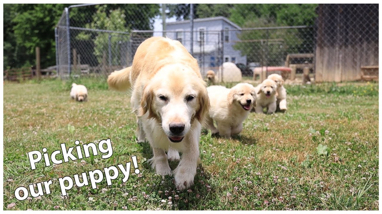 Picking up our Golden Retriever Puppy | Oshies World