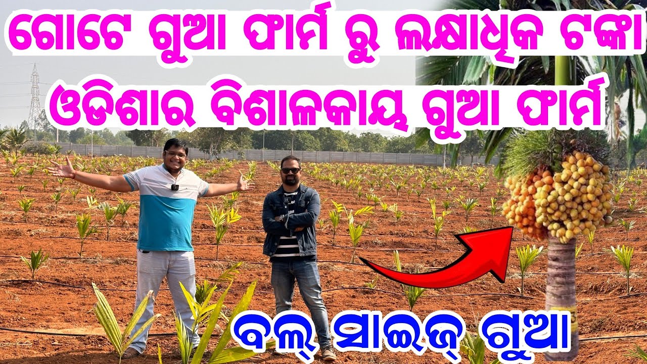 ହାଇବ୍ରିଡ ଗୁଆ ଚାଷରେ ଲକ୍ଷାଧିକ ଟଙ୍କା Gua Farming Betel Nut Areca palm hybrid farming Odisha full detail