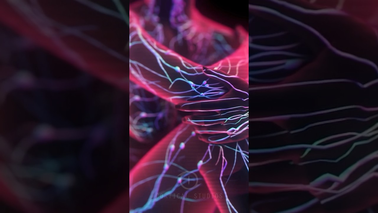 How Our Immune System Works