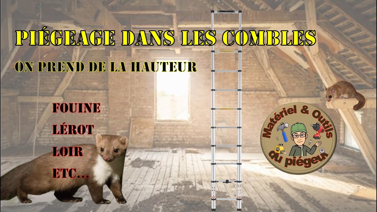 Piégeage dans les combles, on prend de la hauteur #fouine  #lérot  #loir