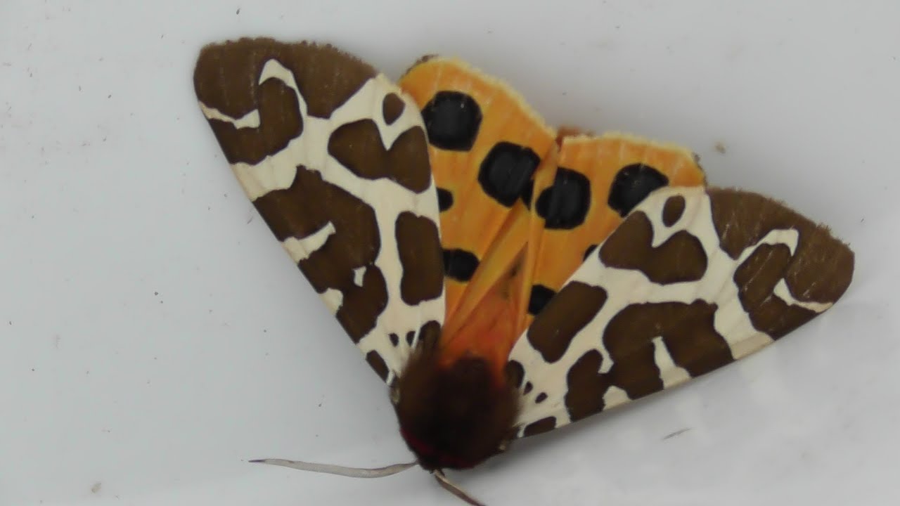 jUST SOME OF THE MOTHS I HAVE TRAPPED IN MY GARDEN