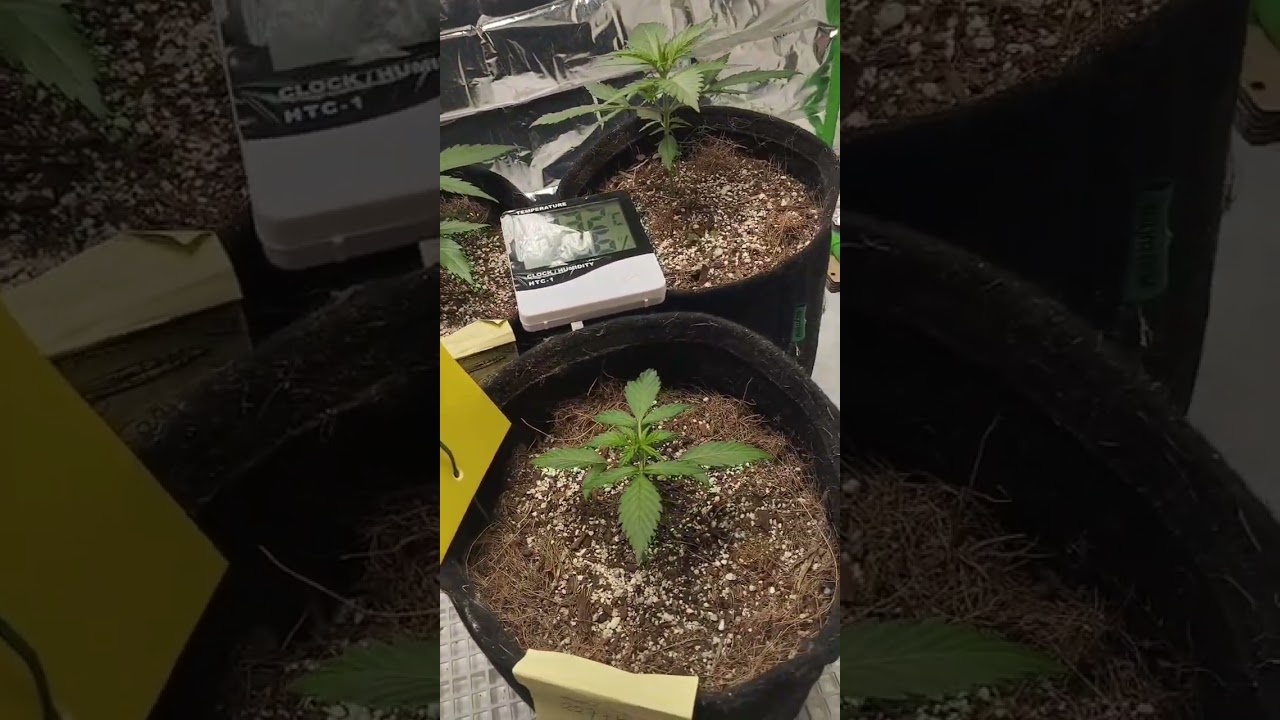 Auto Critical Orange Punch Dutch passion Dia 24