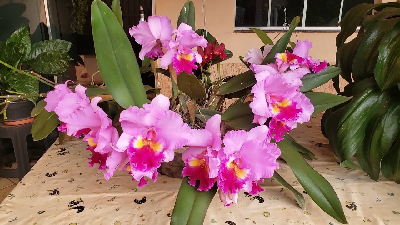 Abriram Novas FLORES e dei DICAS Sobre o CULTIVO dos DENDROBIUNS | Juliane Becker
