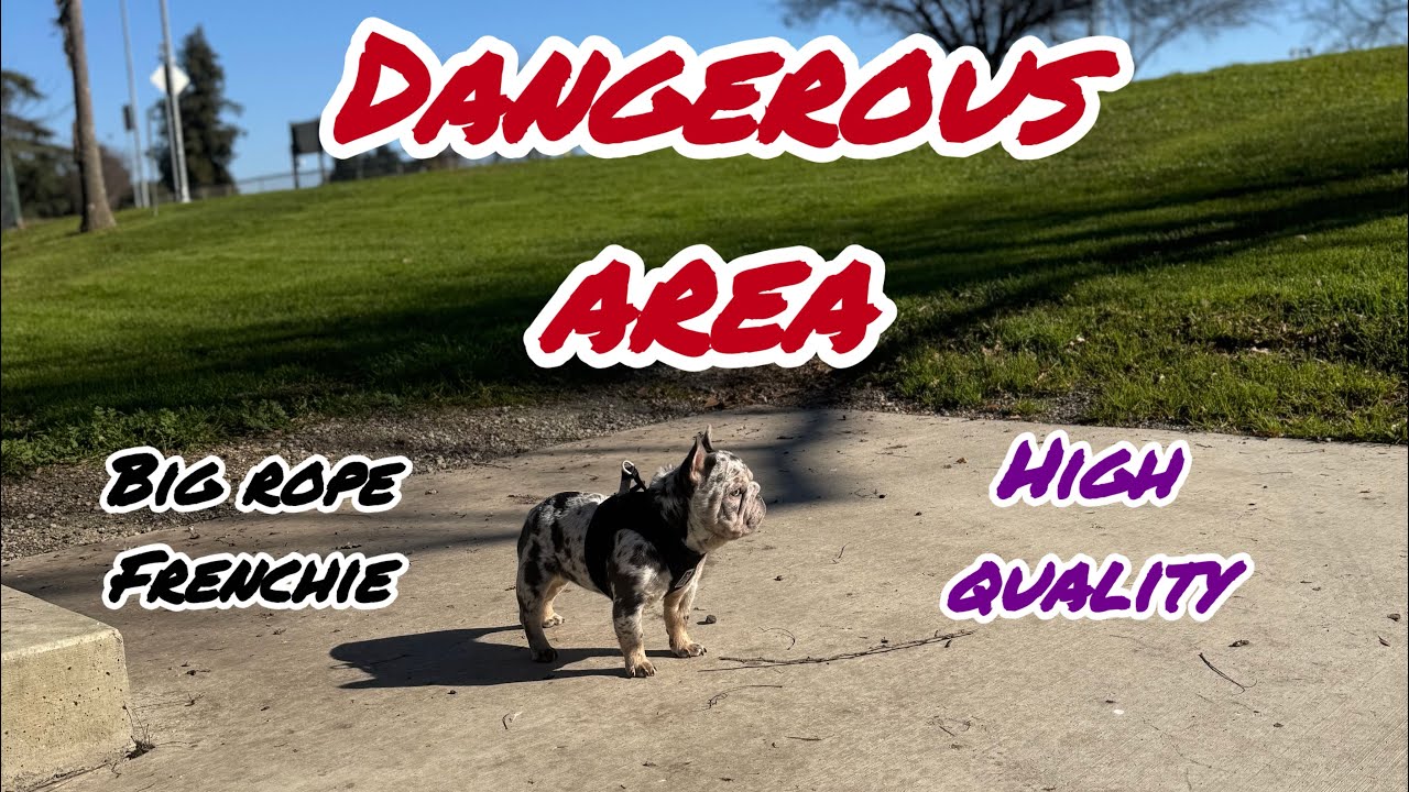 In A DANGEROUS AREA !! Walking My HIGH QUALITY French Bulldog 