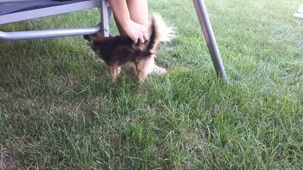 Happy Angry Chihuahua - Part3