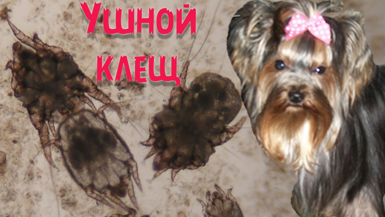 Ушной клещ у собак | Симптомы | Лечение.