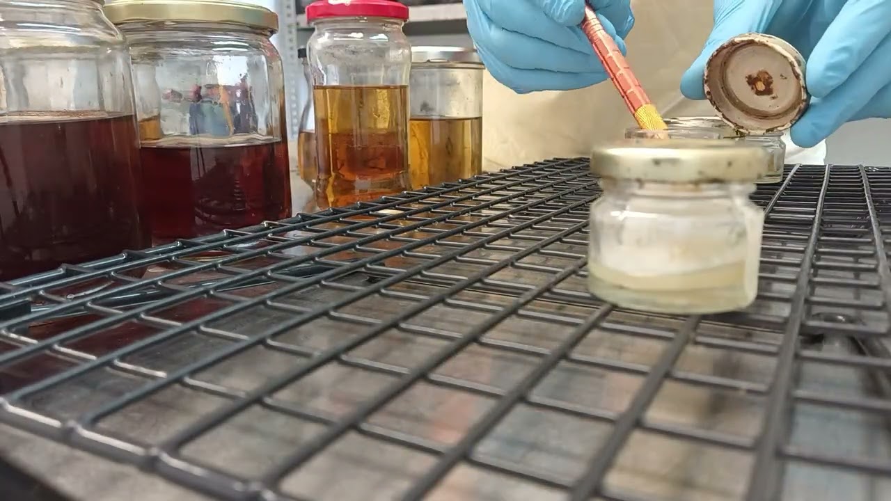 🍯#Cultivo líquido con #micelio