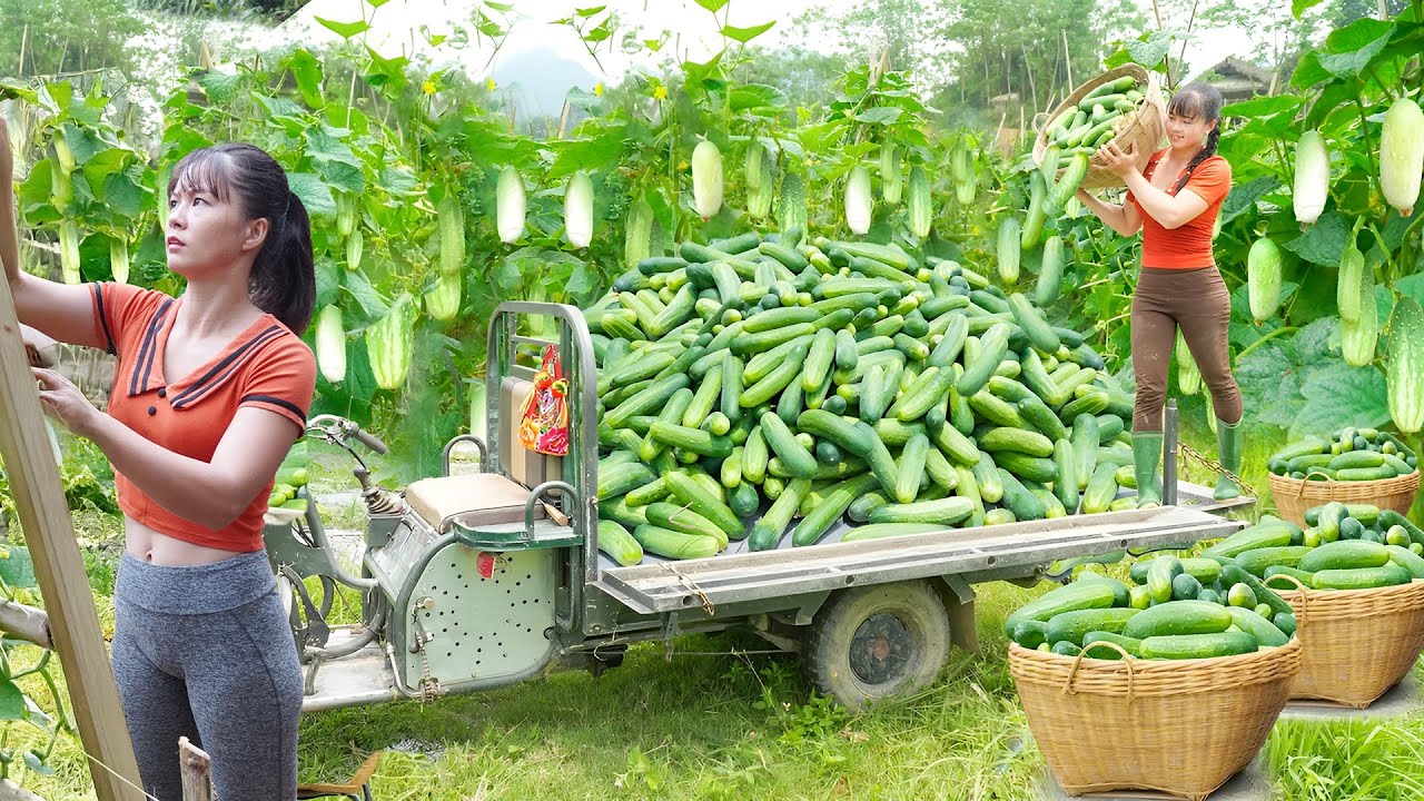 Use 3 Wheeled Truck To Harvesting 1000+ Cucumbers Goes To Market Sell - Farm Life