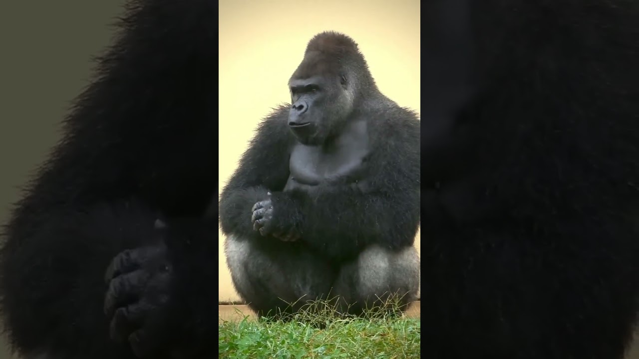 #Shabani drumming! 🦍❤️🥁 #gorilla #handsome #silverback #zoo #animals