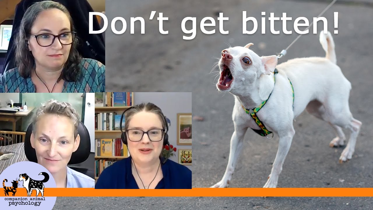 Dog bites: Ask Me Anything with Carri Westgarth PhD