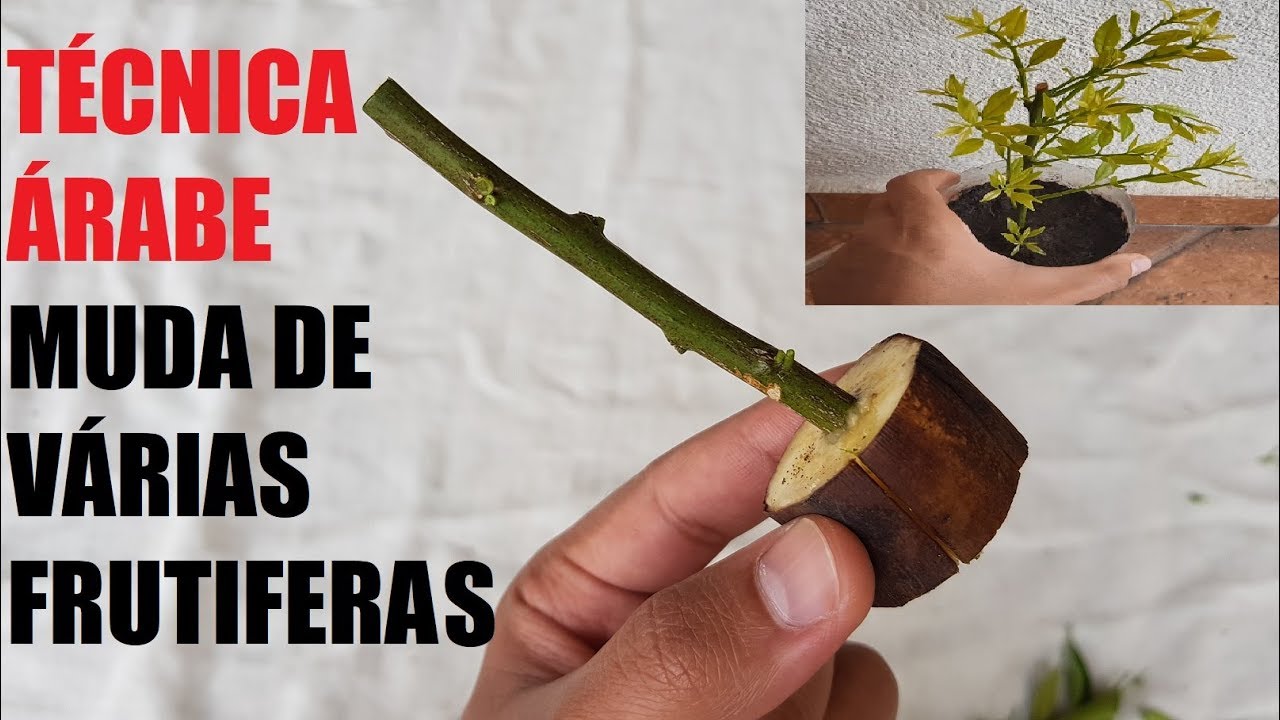 Faça mudas de várias frutíferas do jeito mais facil do mundo  Plantio de mexerica