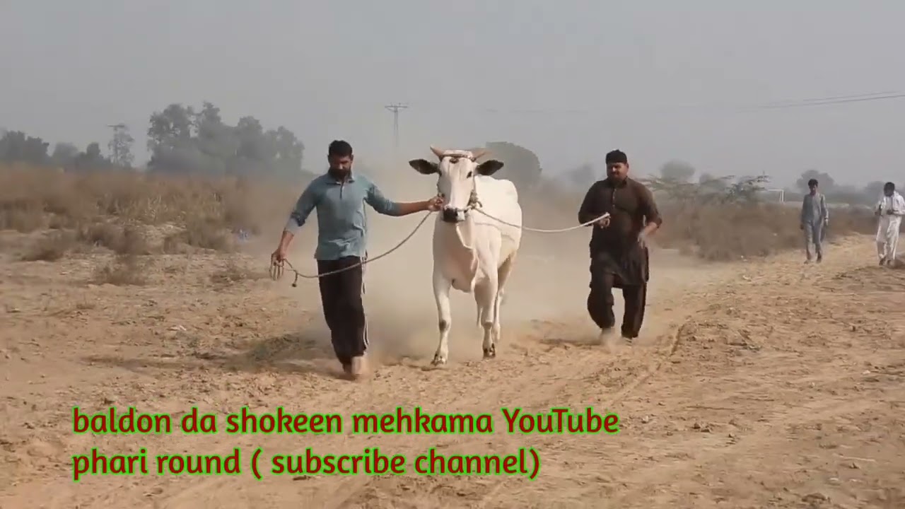 21 January 2026 latest bull race training phari round ground 151 kiron #baldondashokeenmehkama 