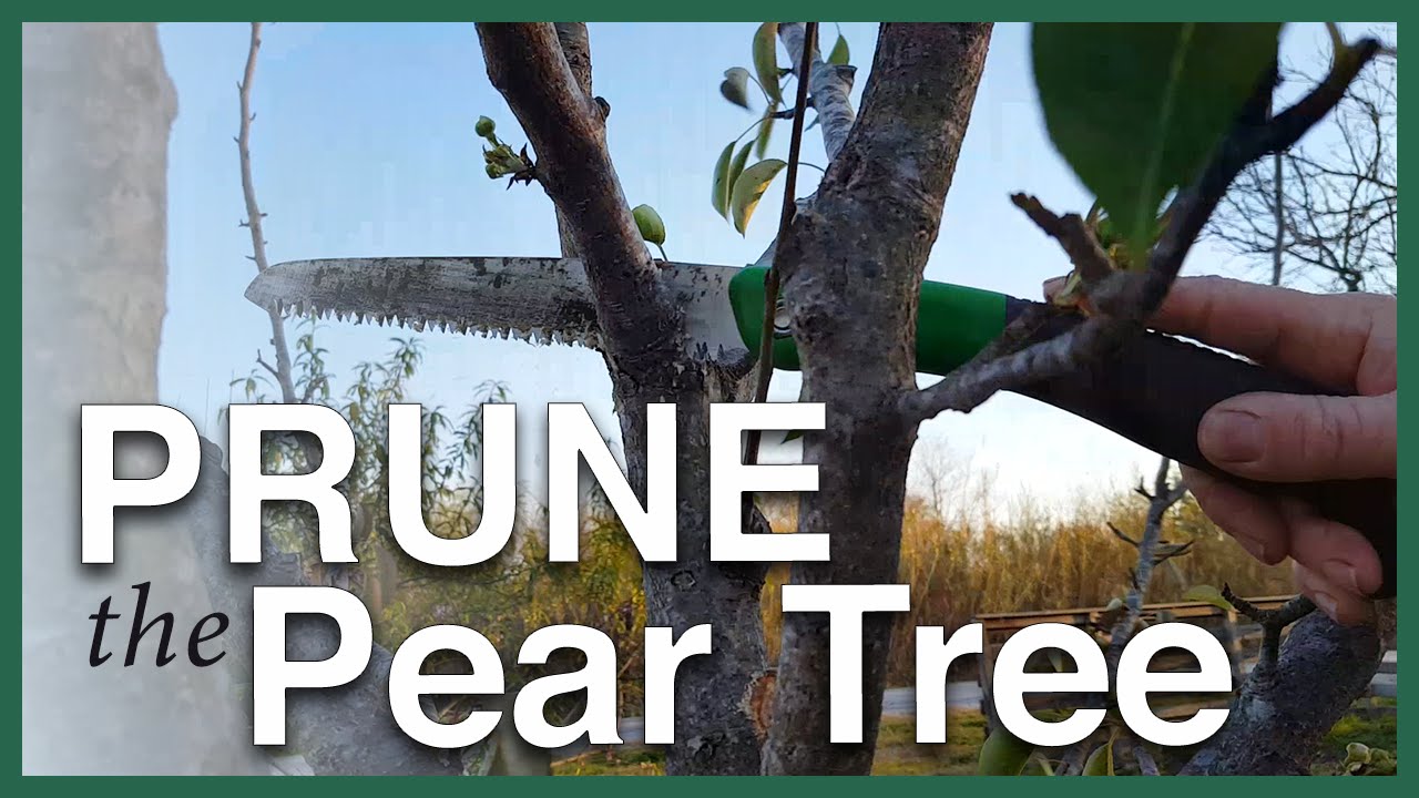 Prune your fruit trees with confidence!