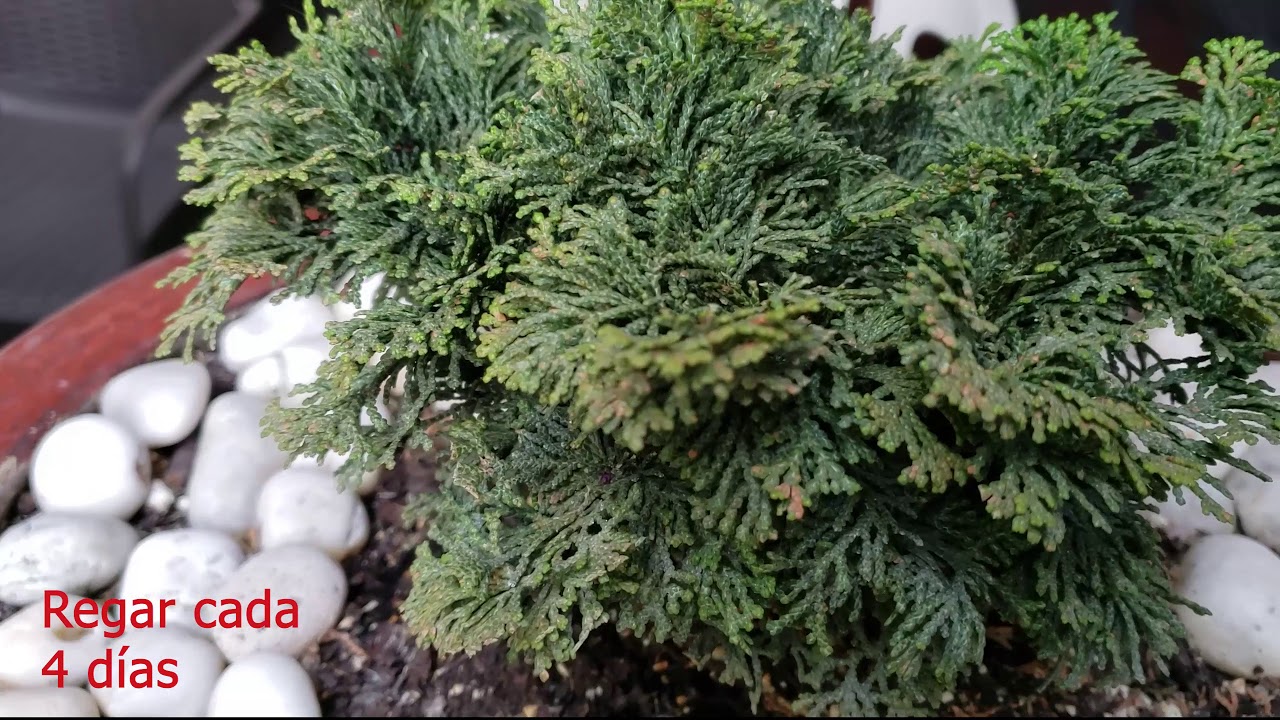 Hinoki 1 cuidado de agua (Bonsai)