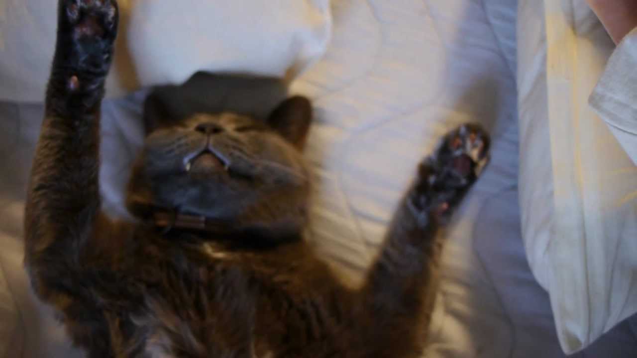 なすがままなぬこ（ねこどら番外編part2）