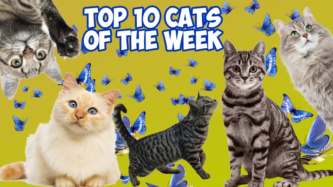 TOP 10 CATS OF THE WEEK - 2024!