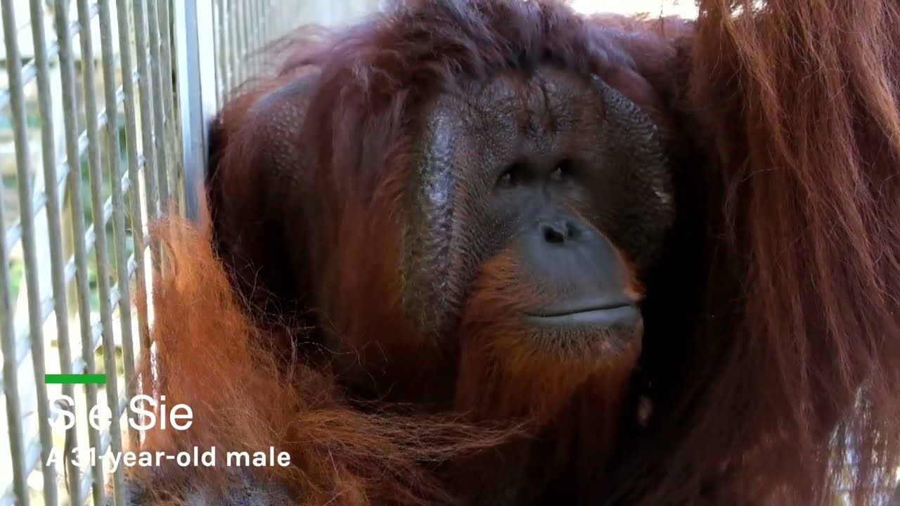 BOS Samboja Lestari: 6 More Orangutans Released!