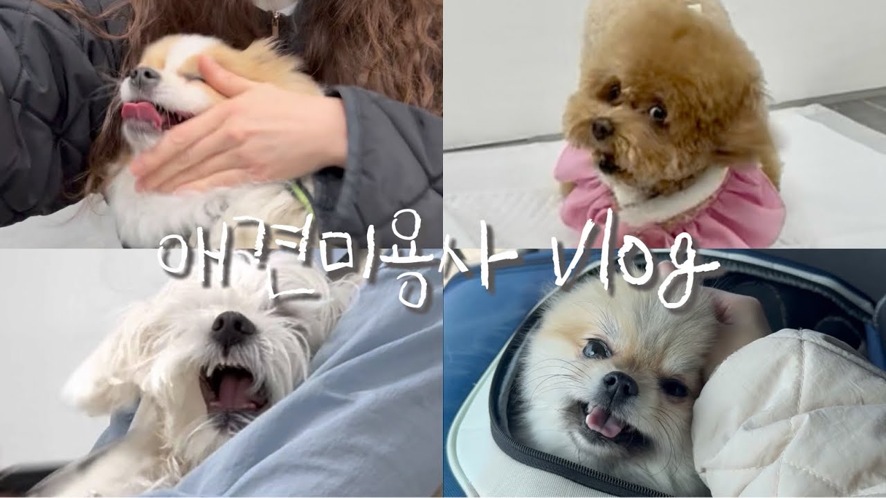 귀여움이 지구를 구한다 | 초보애견미용사의 하루