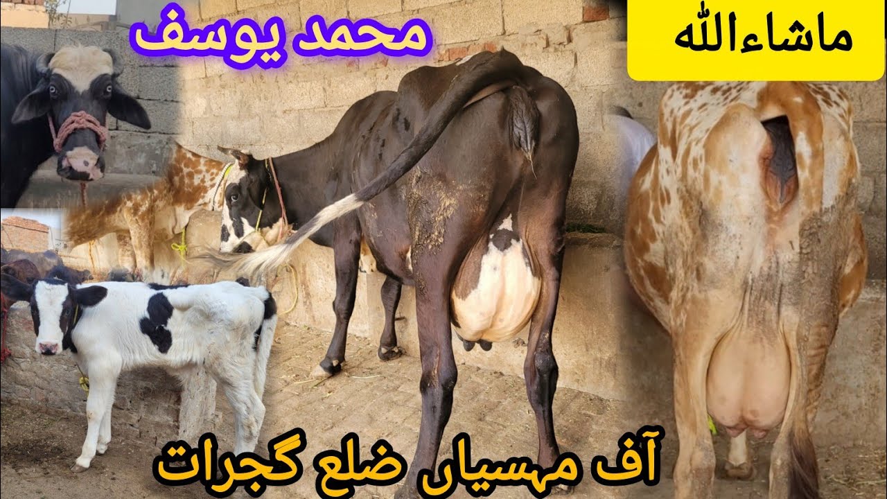 ماشاءاللہ محمد یوسف آف مہسیاں کی 3 خوبصورت سجر گائے برائےفروخت 28 فروری 2026 HajiArfazChannel