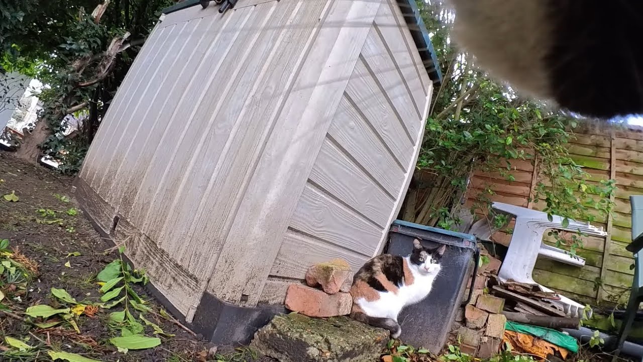 Cat wearing camera desperately searches for friends, gets rejected twice