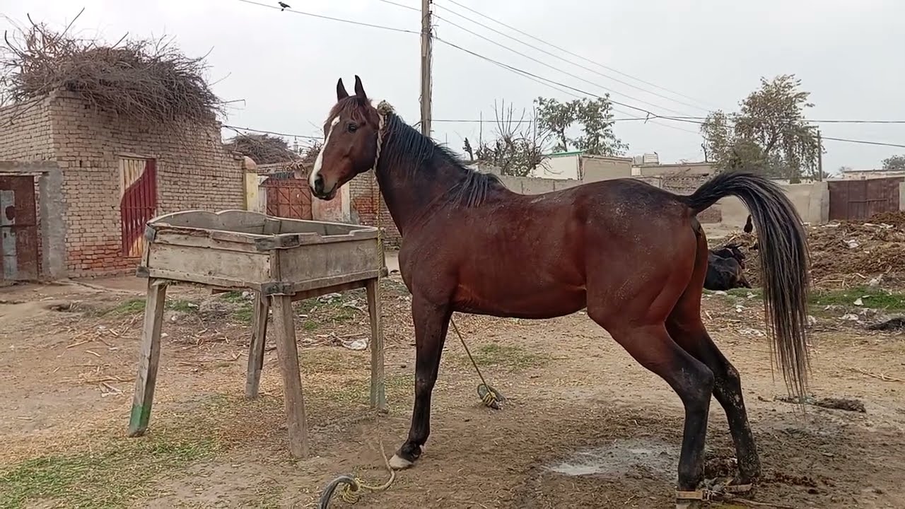 Beautiful horses 🐎
