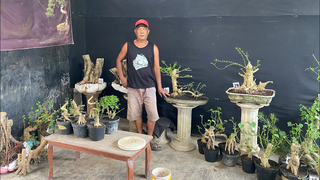 REVIUW BERBAGAI MACAM ID BAHAN BONSAI NOTA AMBRUK🤣😱😱😱😱 MINAT WA 085150612663