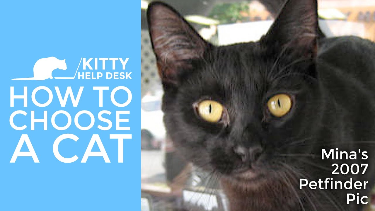 How to Choose a Cat - Adopting for Success!