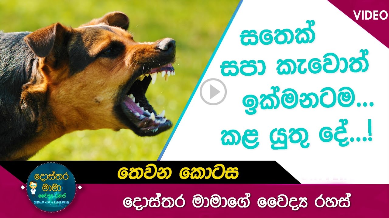 Rabies (Part 3) - සතෙක් සපා කෑවොත් ඉක්මනටම ඔබ කළ යුතු දේ මෙන්න ...  ජලභීතිකාව - (03 කොටස )
