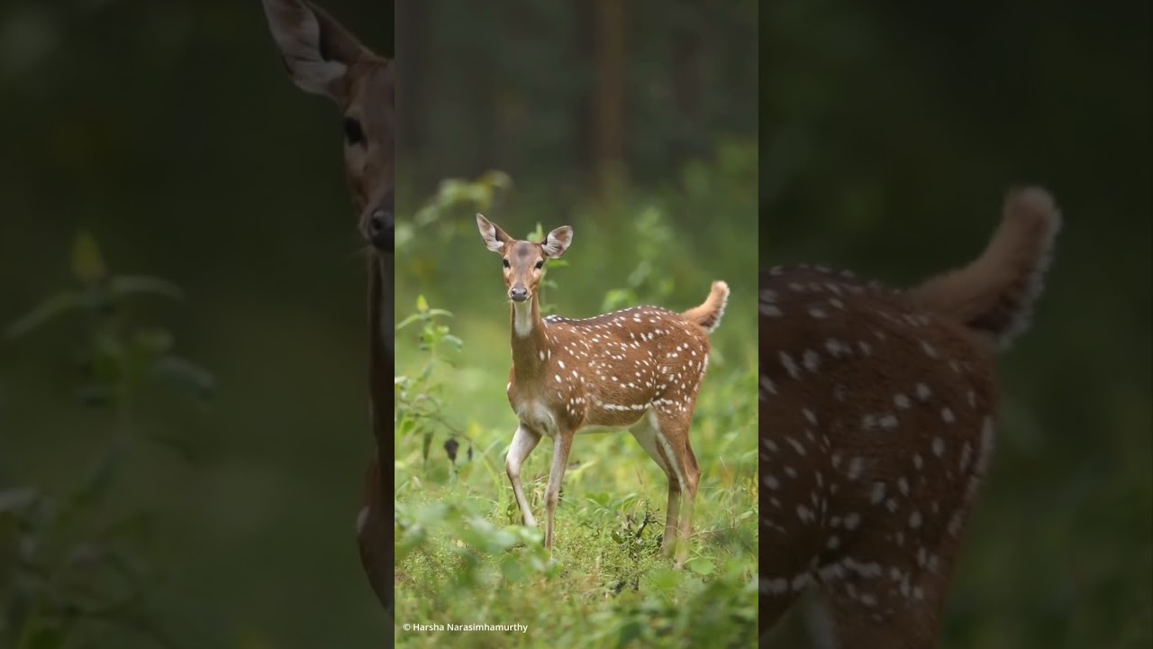 #Deer sound fear call jangal Animal#short #
