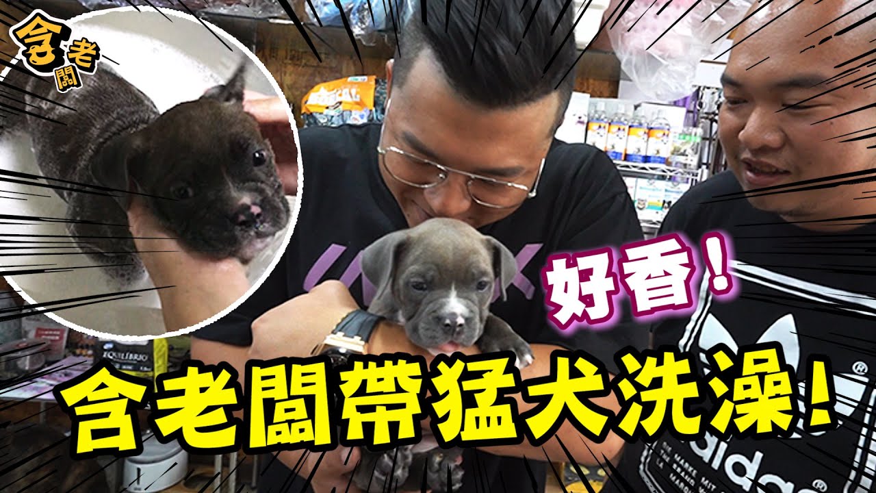 【老含與狗】小花寵物美容初體驗！給惡霸犬進行由內而外改造大變身？！【含老闆】