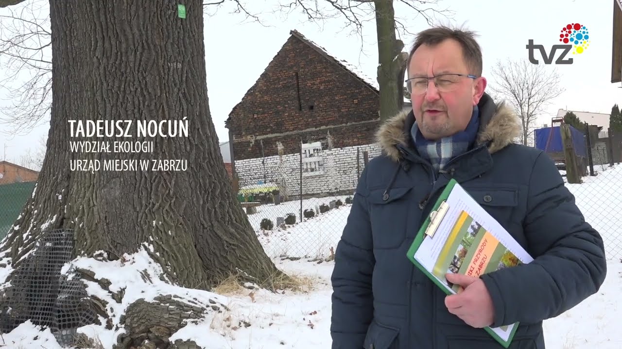 ZABRZAŃSKIE POMNIKI PRZYRODY