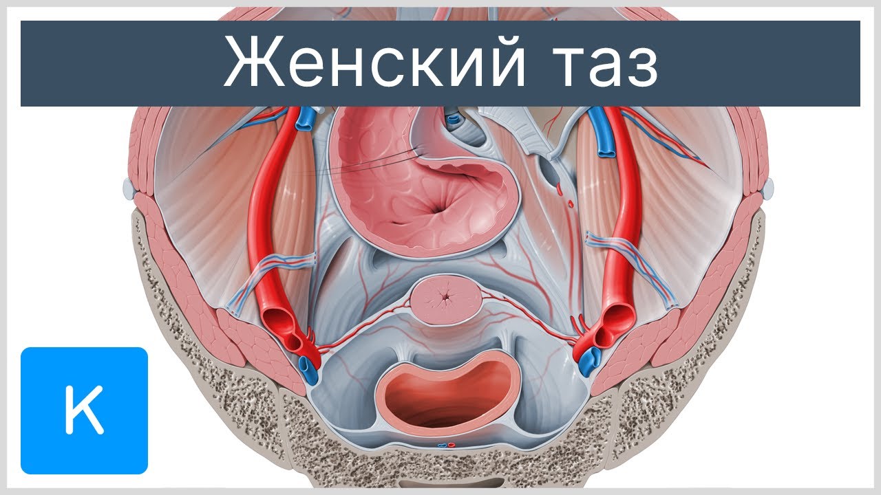 Женский таз - Анатомия человека | Kenhub