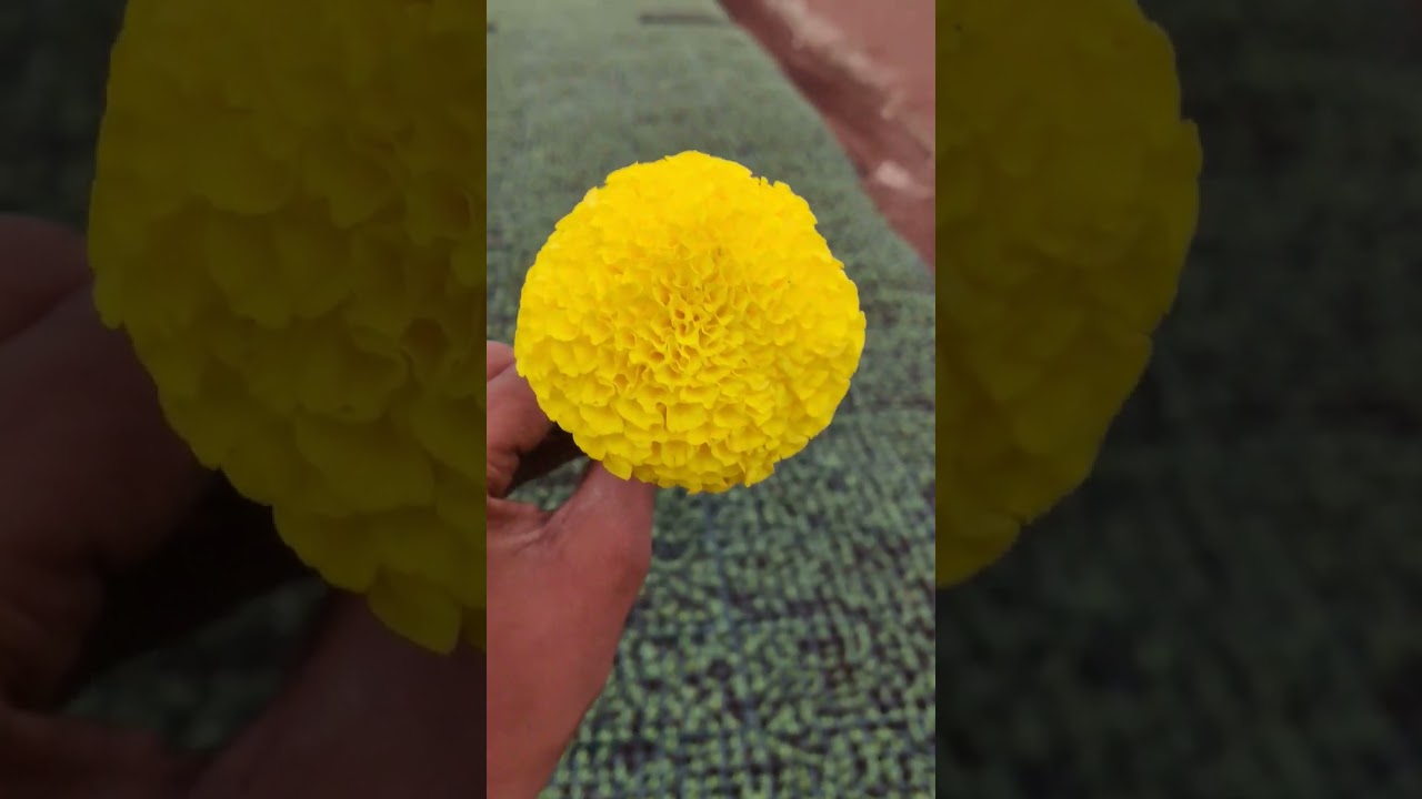 Vishnu yellow ball flower #tamil #flower #marigold #nature #nursery #agriculture