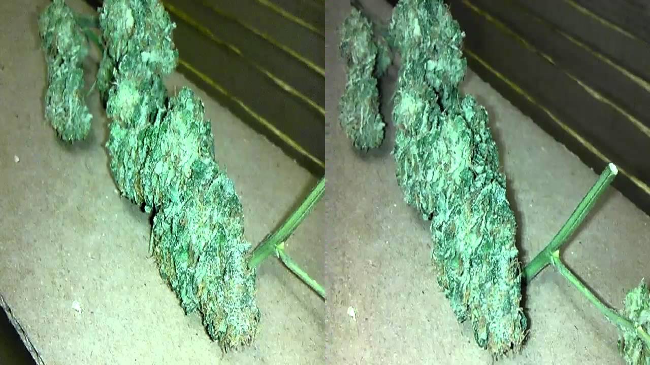 Hd 3d sensistar nug shots