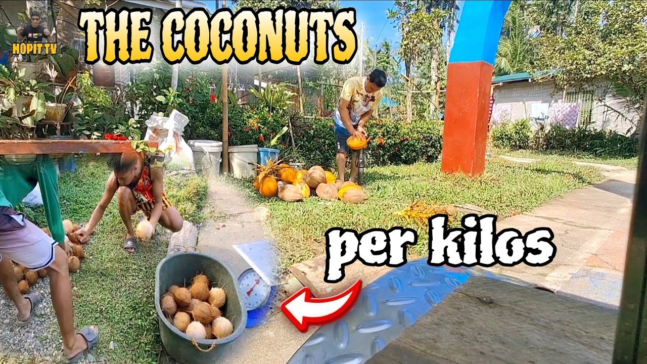 THIS IS MY WORK BEFORE | #coconut #copra #coconutfarmers #buongniyog #pagcopras
