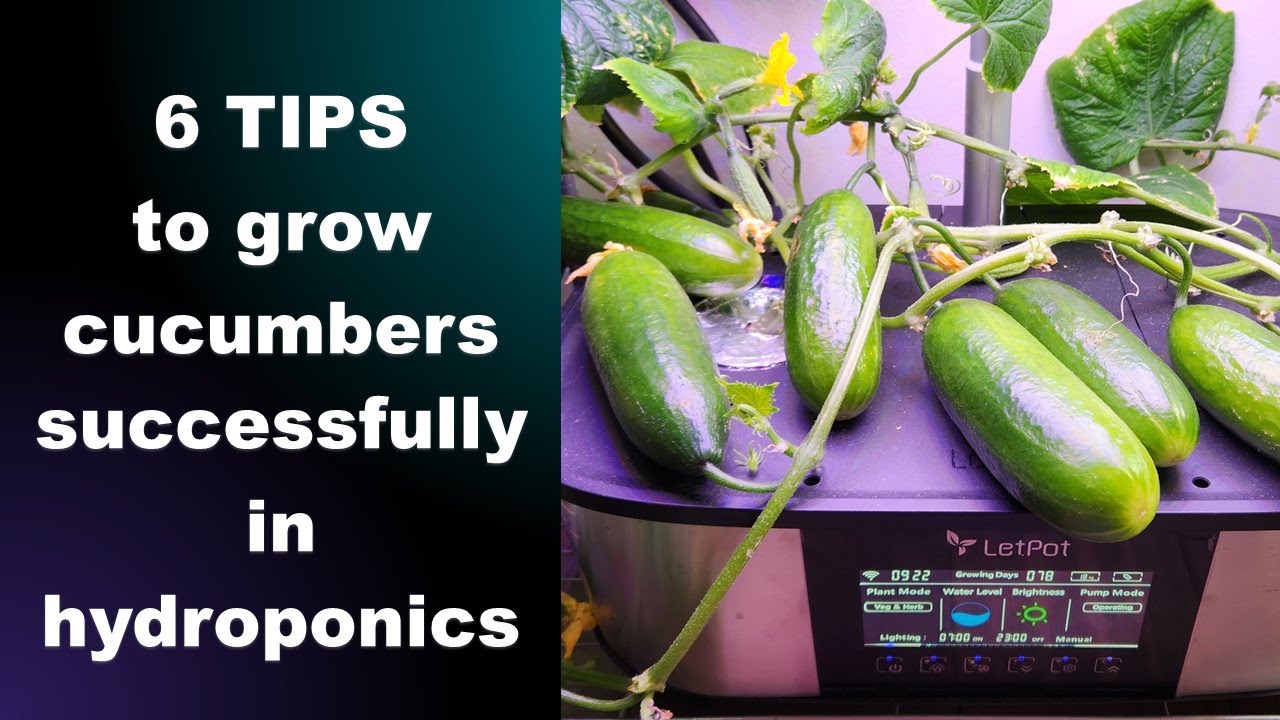 6 TIPS to grow cucumbers successfully in hydroponics systems, Aerogarden, Cucumber tips
