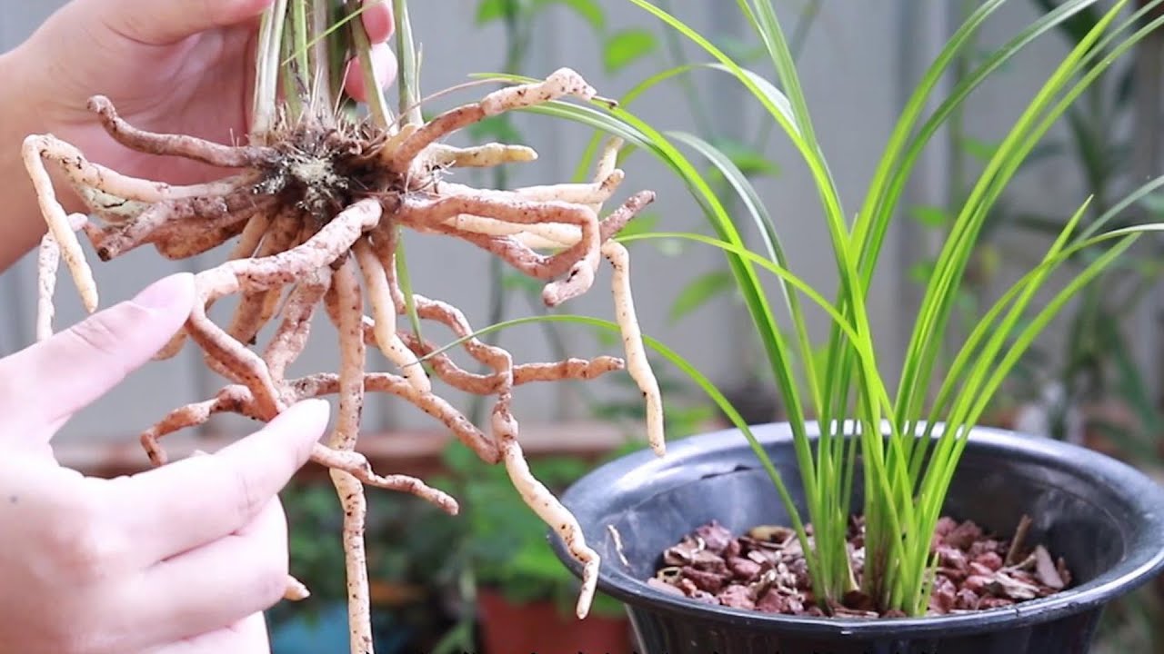 兰花上盆前为什么要晾根，要晾到哪种程度？看完明白了