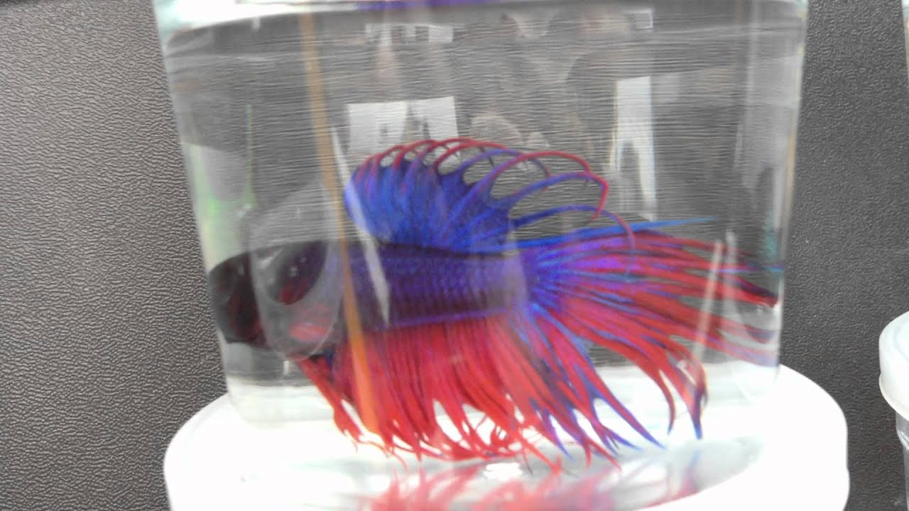 cool bettas!!
