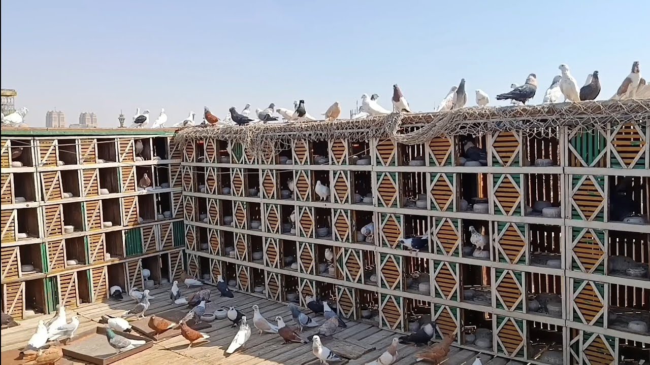 اخر يوم يطير الحمام النهاردة مع...ام ...ضد.... ونشوف الي حصل...مع.... اوطة إمبابة 