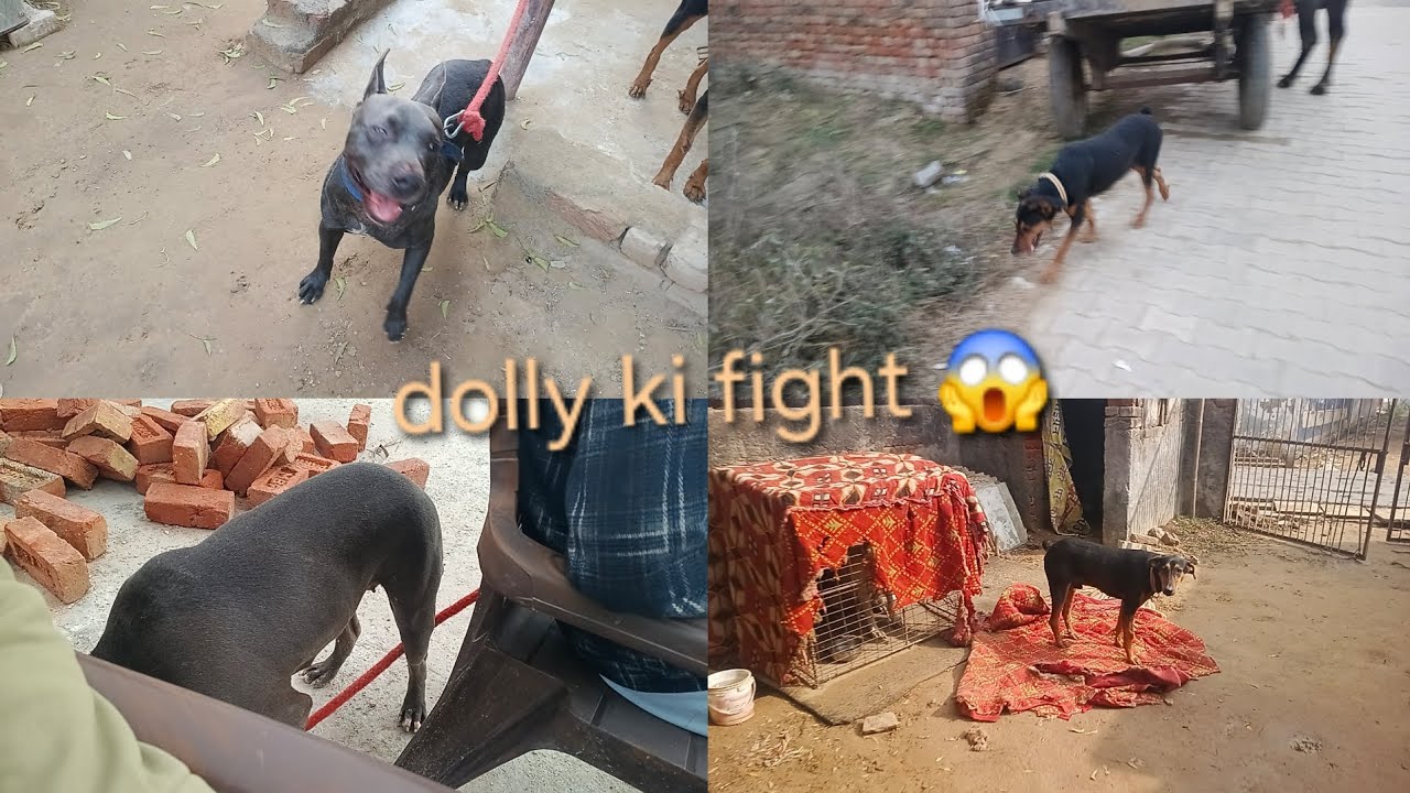 Dolly jungle dog se akeli lad gyi 😱 rony ko ghumane le gya 👍#mayankdogsfamily #videos #vlogsvideo
