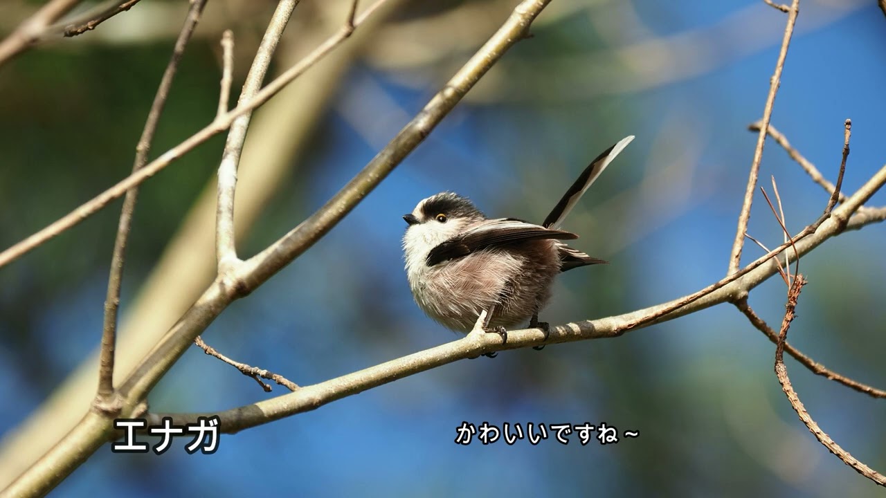 【迷鳥ニシオジロビタキも来ました】岡山県自然保護センターの生きもの（2024年1～2月）