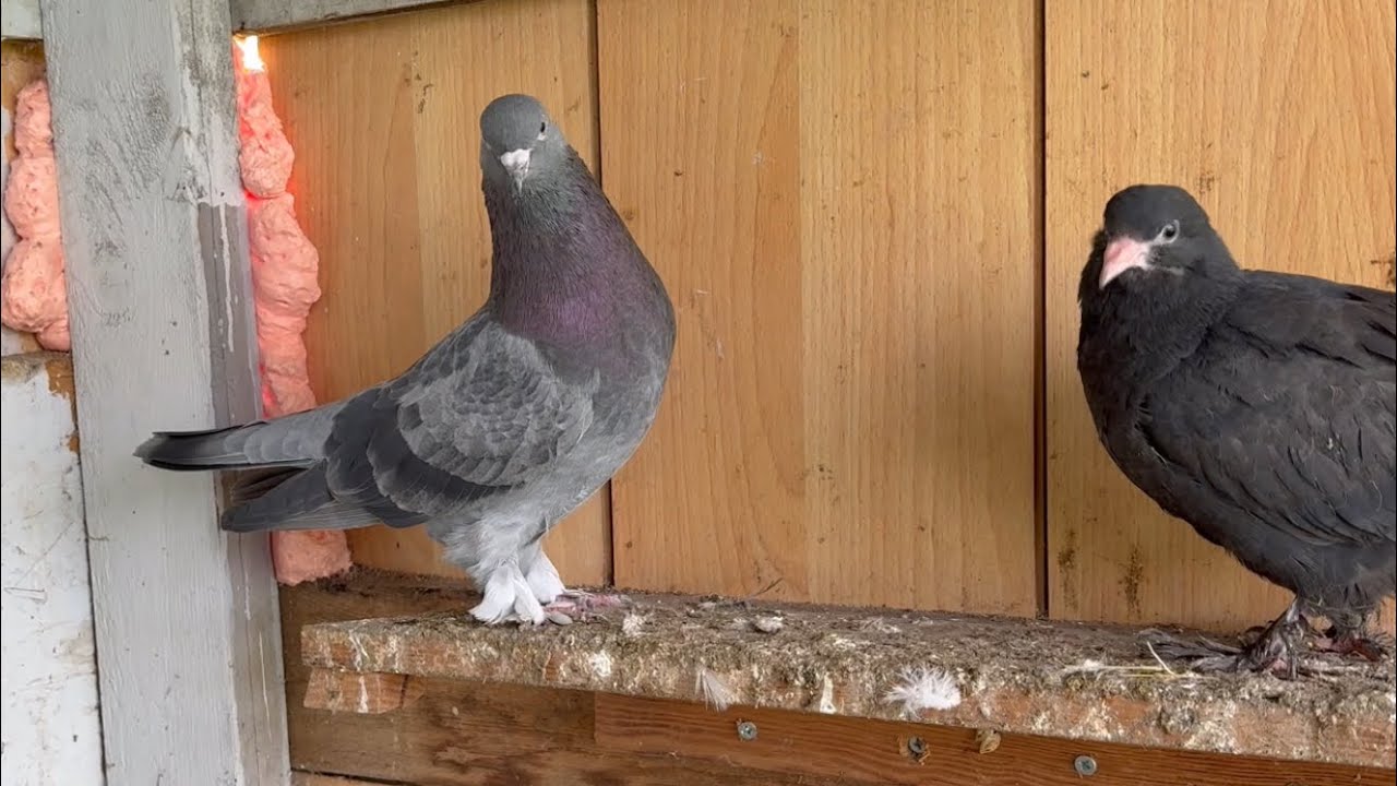 GÜVERCİNLERİN YAVRULARI ÇIKIMLAR BAŞLADI