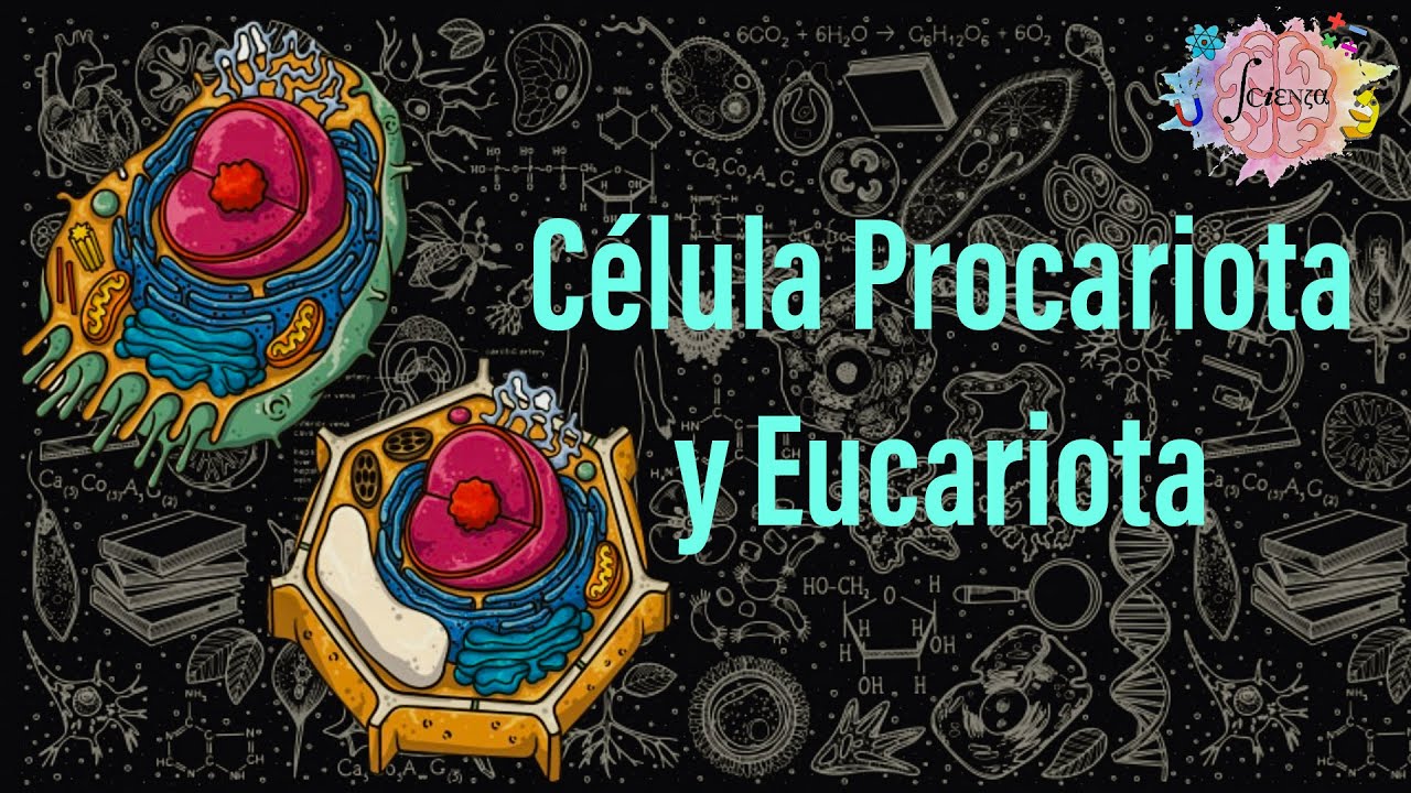 Célula procariota y eucariota: Diferencias y características generales
